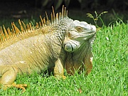 Leguan