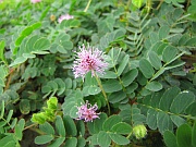 Mimosen