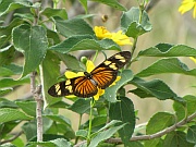 Mechanitis polymnia isthmia