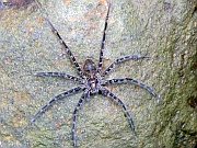 Bananenspinne
