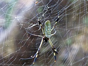 Goldene Seidenspinne