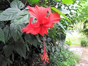 Hibiskus