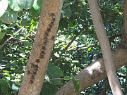Blütenfledermäuse