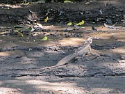 Basilisk