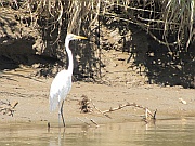 Silberreiher
