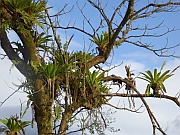 Bromelien