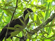 Black Guan