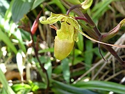 Frauenschuh