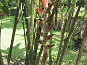Heliconia vellerigera