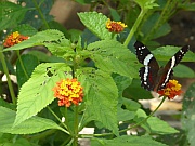Anartia fatima