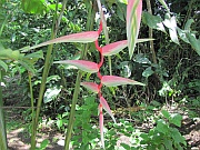 Heliconia chartacea