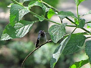 Kolibri