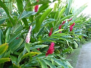 Alpinia