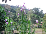 Bambus-Orchidee