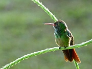 Kolibri