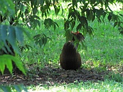 Agouti