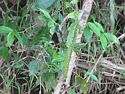 Basilisk