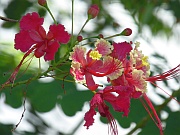 Stolz von Barbados