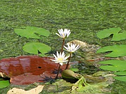 Seerosen