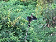 Schlangenhalsvogel