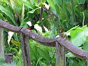 Cherrie's tanager