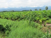 Palmherzplantage