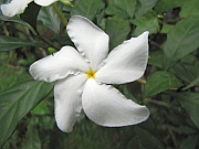 Papayablüte