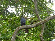 Krabbenbussard