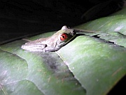 Rotaugenlaubfrosch