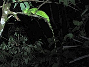 Basilisk