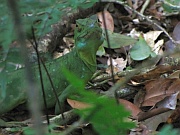 Grüner Stachelleguan