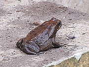 Agakröte