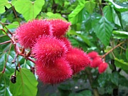 Annattostrauch