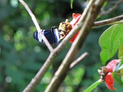 Hamadryas laodamia saurites