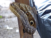 Caligo eurilochus