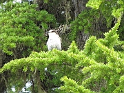 Grey Jay (Meisenhäher)