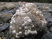 Bauza Cove Trail