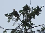 Bald Eagle (Weißkopfseeadler)