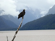 Bald Eagle (Weißkopfseeadler)