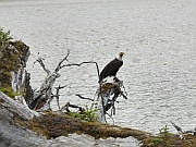 Bald Eagle (Weißkopfseeadler)
