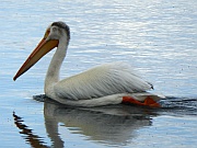 American White Pelican (Nashornpelikan)