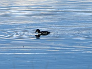 Loon (Seetaucher)