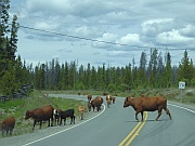 Chilcotin-Bella Coola Highway