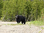 Black Bear (Schwarzbär)