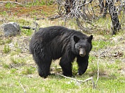Black Bear (Schwarzbär)