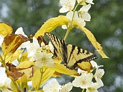 Canadian Tiger Swallowtail