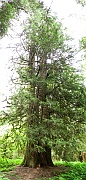 Big Cedars Trail
