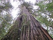 Big Cedars Trail