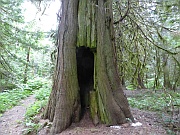 Big Cedars Trail