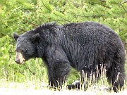 Black Bear (Schwarzbär)